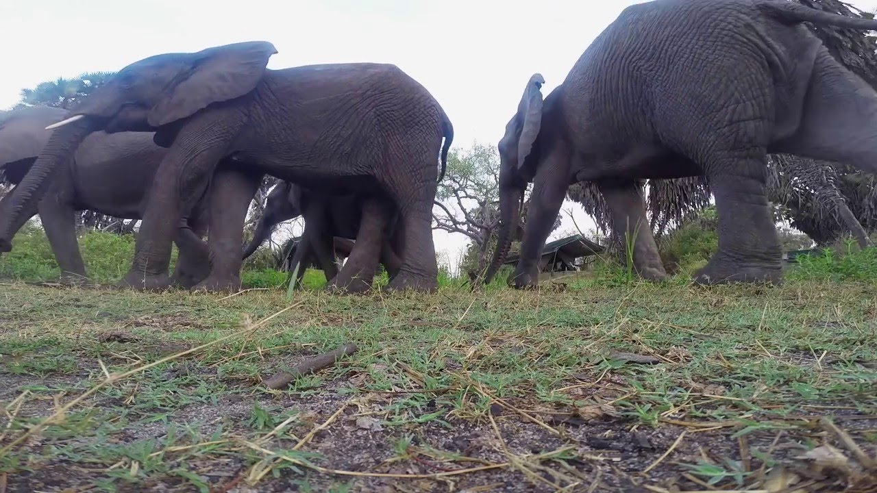 Essential Destinations - Manze - Wild Friends