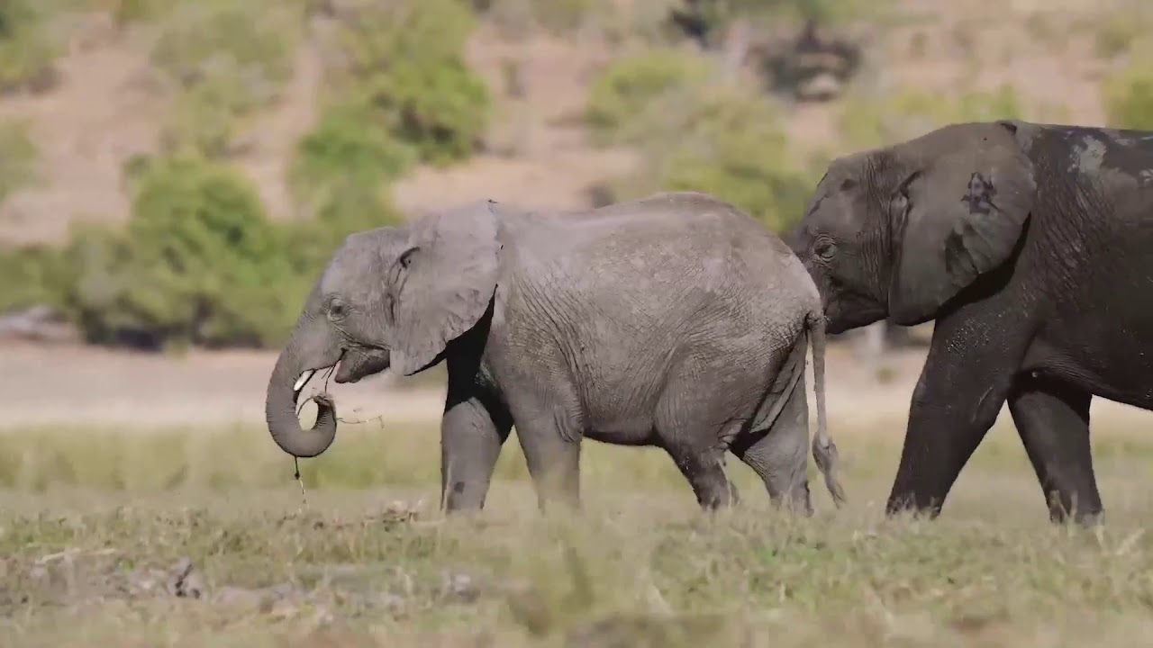 Affordable Okavango and Chobe Experience