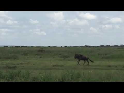Latest #HerdTracker update: Great Migration in the South/Kusini Serengeti