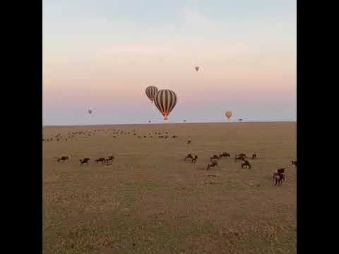 Latest #HerdTracker update: Great Migration from the bird's eye in the Masai Mara