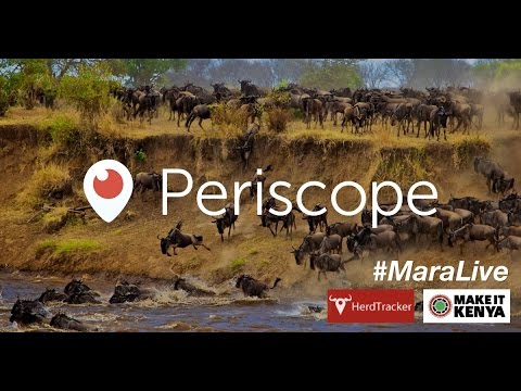 Mara River Crossings - Great Wildebeest Migration by HerdTracker (part two) #MaraLive #MakeItKenya