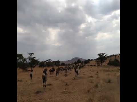 Latest #HerdTracker update: Central Serengeti one of the richest ecosystems