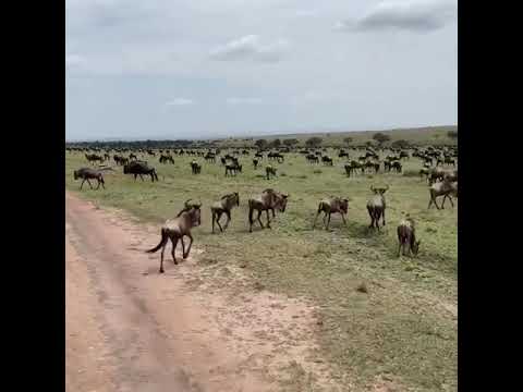 Latest #HerdTracker update: Great migration between the Serengeti and Masai Mara