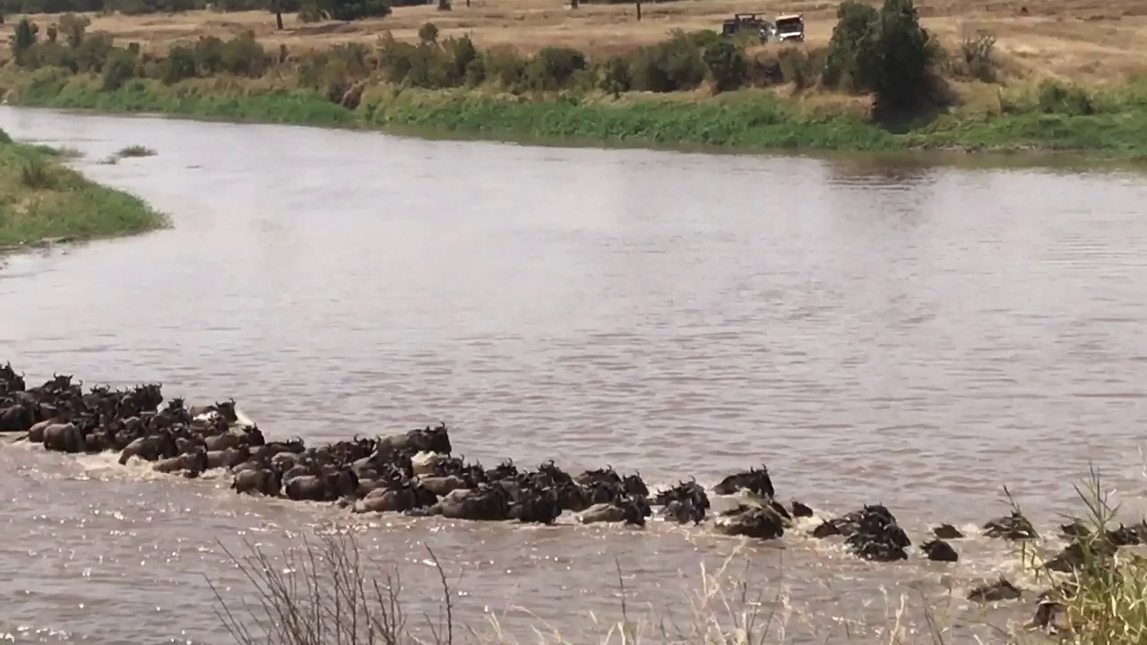 Lemala Mara Camp Live Experience Review - Mara river crossing Crossing Number 1