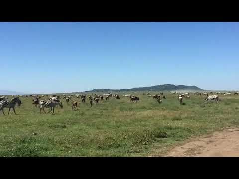 Herd of zebra and wildebeest migration in the Naabi Hill