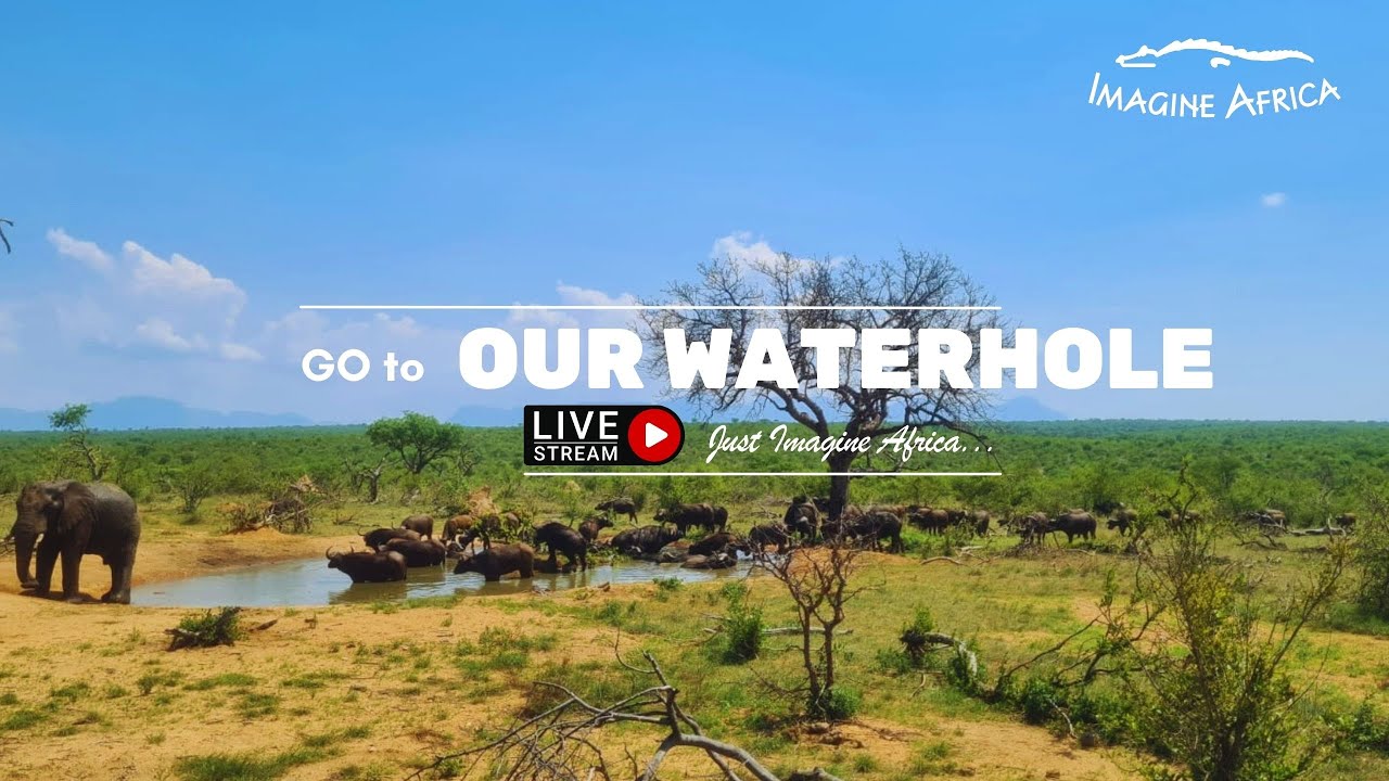 Live Stream from Lodge Waterhole - Imagine Africa Luxury Tented Camp - Greater Kruger