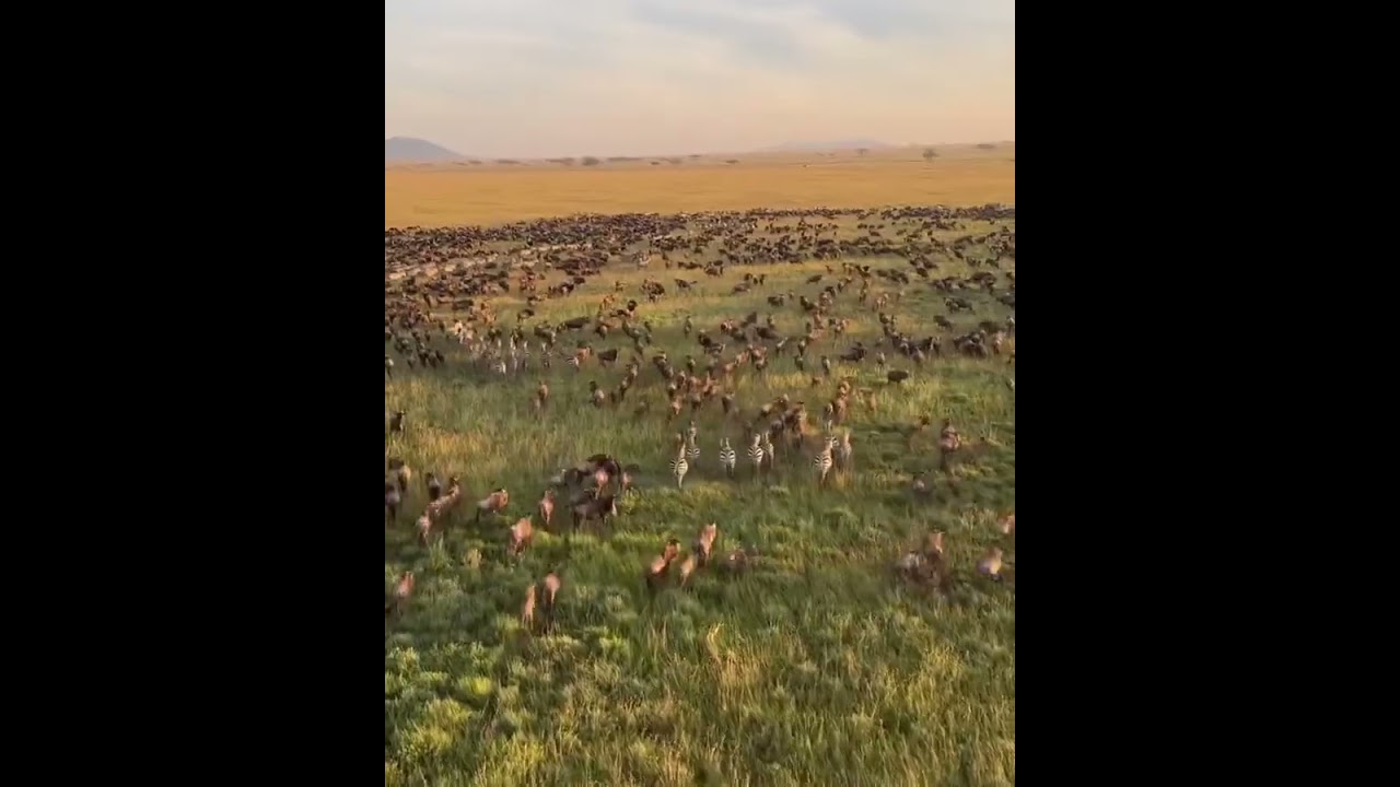 Megaherd spotted in the Seronera area of the Serengeti