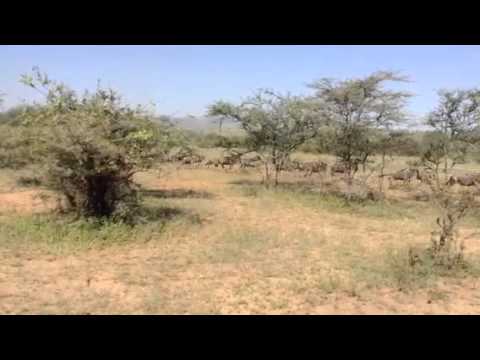 HerdTracker Africa Migration update Lemala Camps 27 June 2015 Serengeti Tanzania