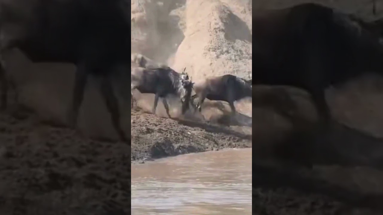 Megaherd rush to cross river crossing point 4!