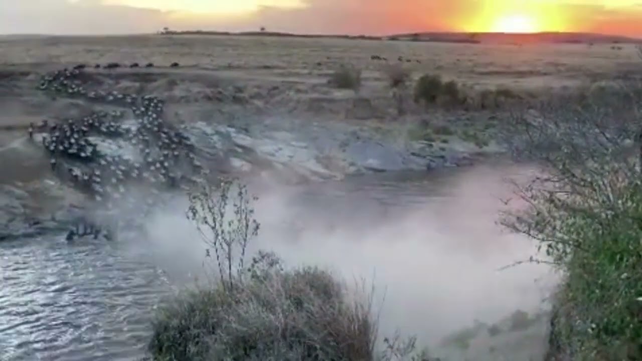 Beautiful Mara river crossing at sunset