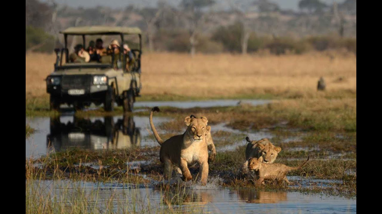 Camp Savuti - A World Reawakened