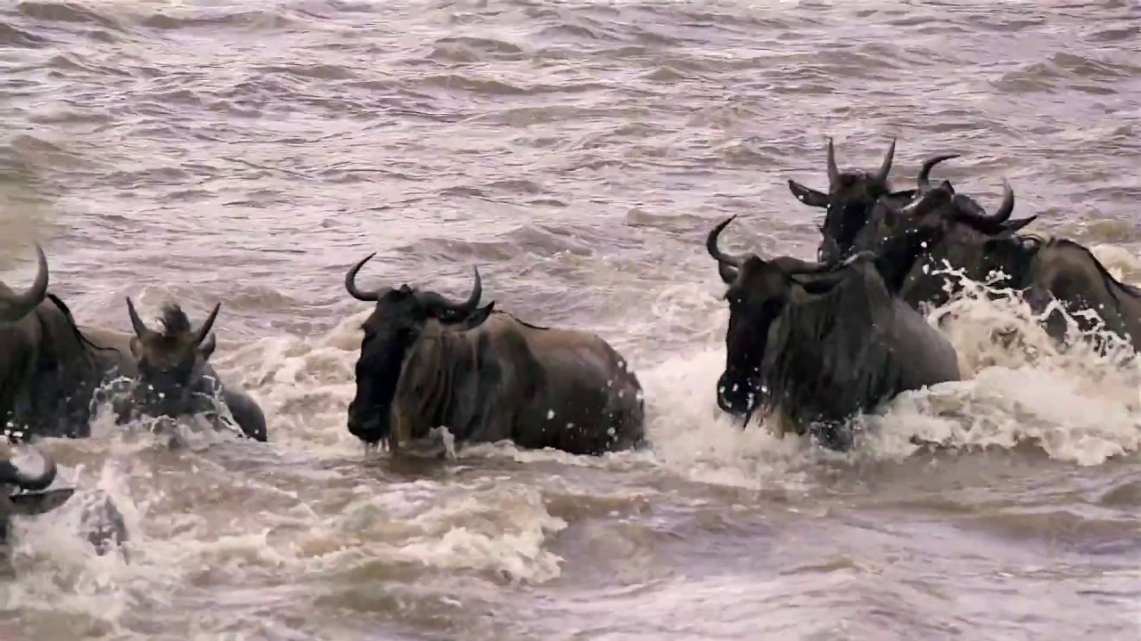 The Serengeti Calving Season Adventure