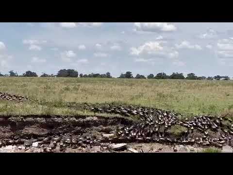 Another megaherd crosses the Sand river!