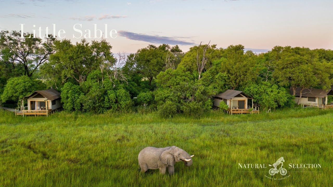 Little Sable | Khwai Private Reserve | Botswana