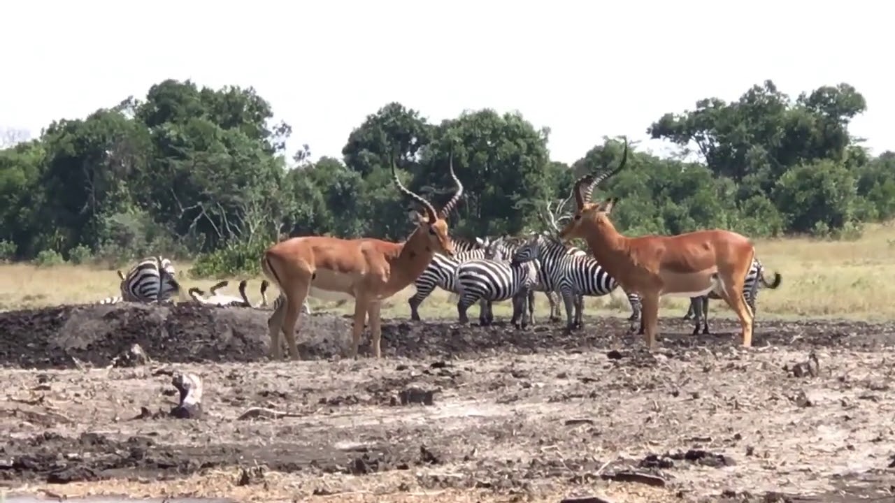 Photographic Hide at Porini Rhino Camp - Ol Pejeta Conservancy