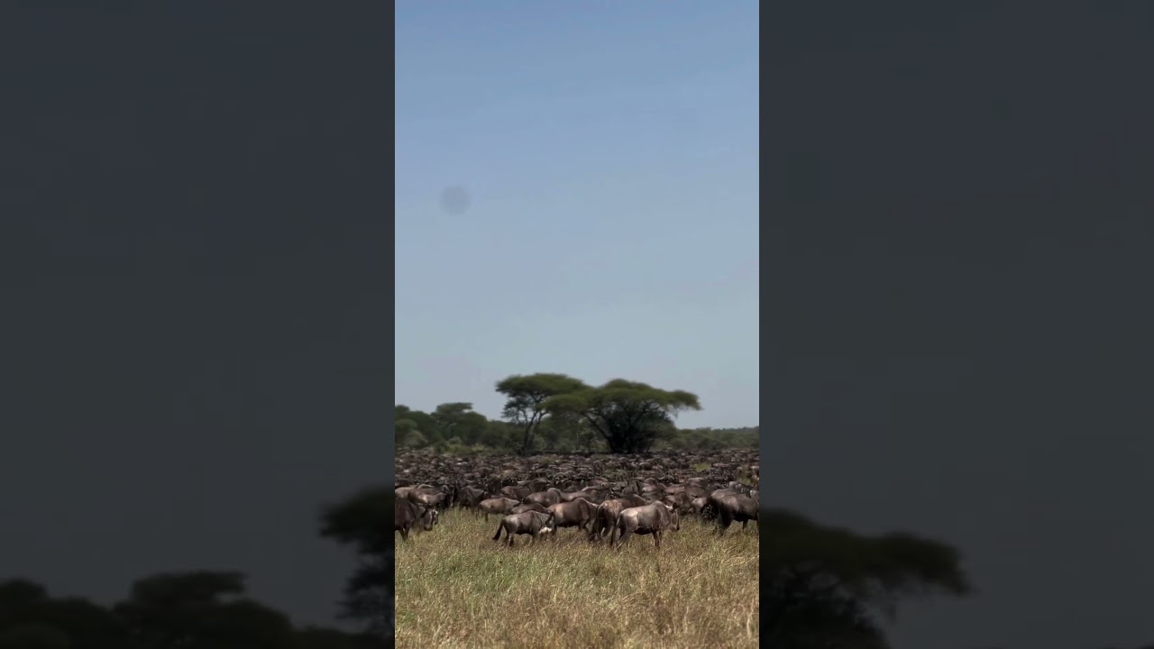 Huge wildebeest herd spotted near Ikorongo Game Reserve!