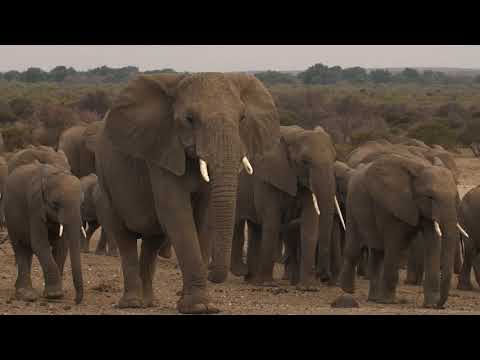 Mashatu Game Reserve - 42,000 hectares of pure wilderness