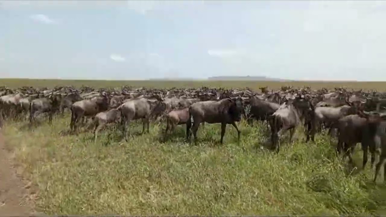 Large wildebeest herd sighted in Seronera!
