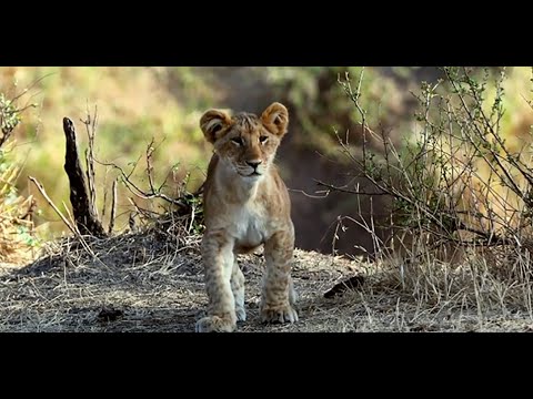 Kruger's Sabi Sands Discovery Safari