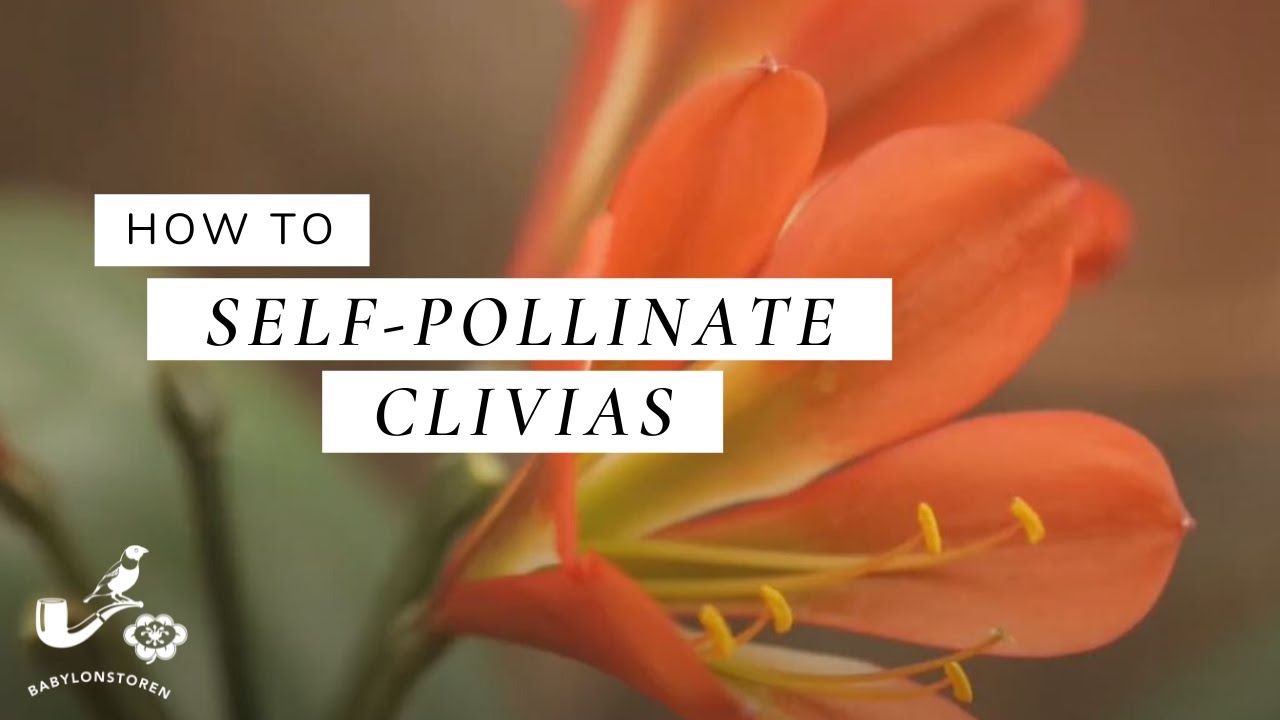 How To: Self-Pollinate Clivias
