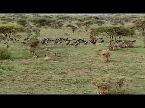 A Hot Air Balloon Great Migration Experience in 2022