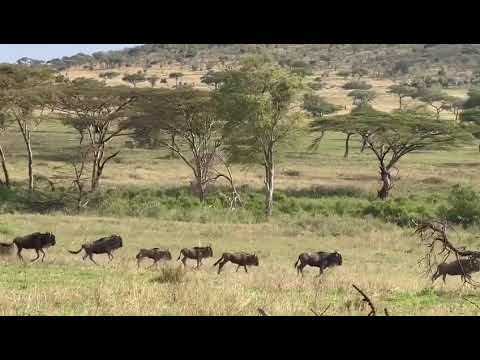 Running herd spotted near Moru Kopjes