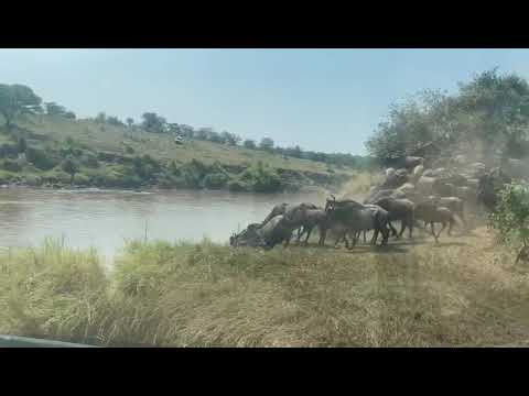 Wildebeest sighted at crossing point 4 on the Mara River
