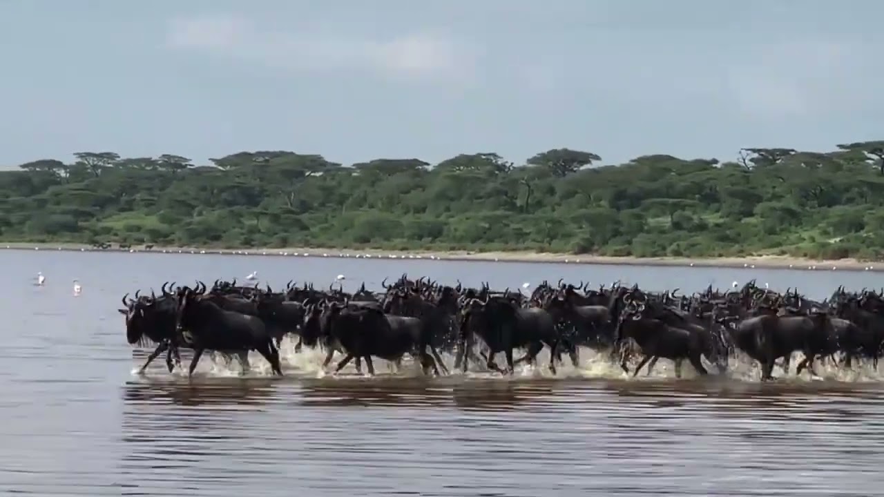 Wildebeest spotted crossing Lake Ndutu!