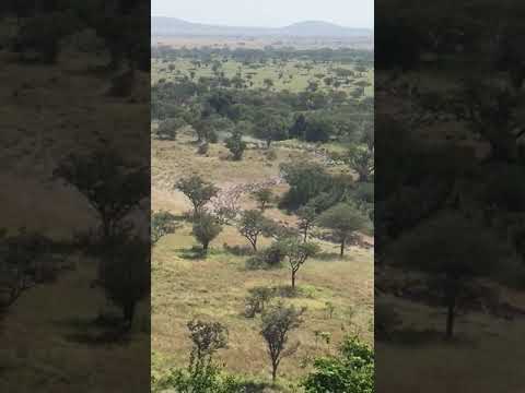 The wildebeest herds have arrived in the Mbalageti area!