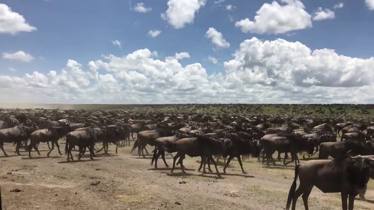 The herds are enjoying the lush green grass in the southern Serengeti