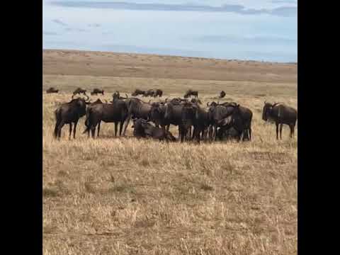 Great Wildebeest Migration at the border of Tanzania