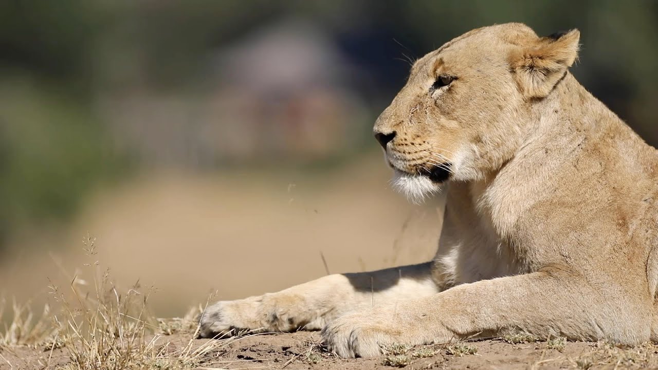 LIONS HUNT IN FRONT OF MALAMALA CAMP