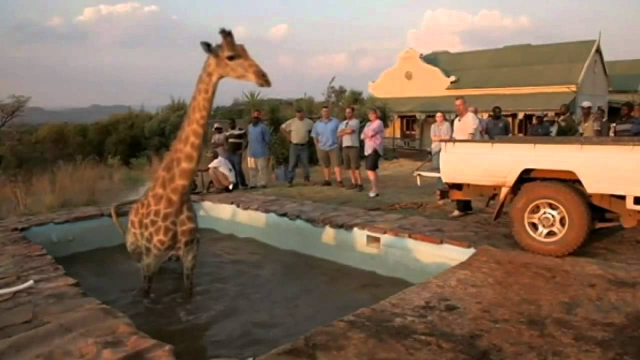 Wild at Heart giraffe gets stuck in a swimming pool