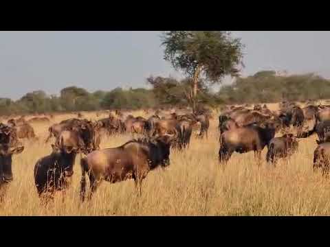 Wildebeest herd spotted near Grumeti Airstrip
