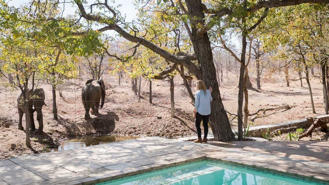 Chacma Bush Camp Intro