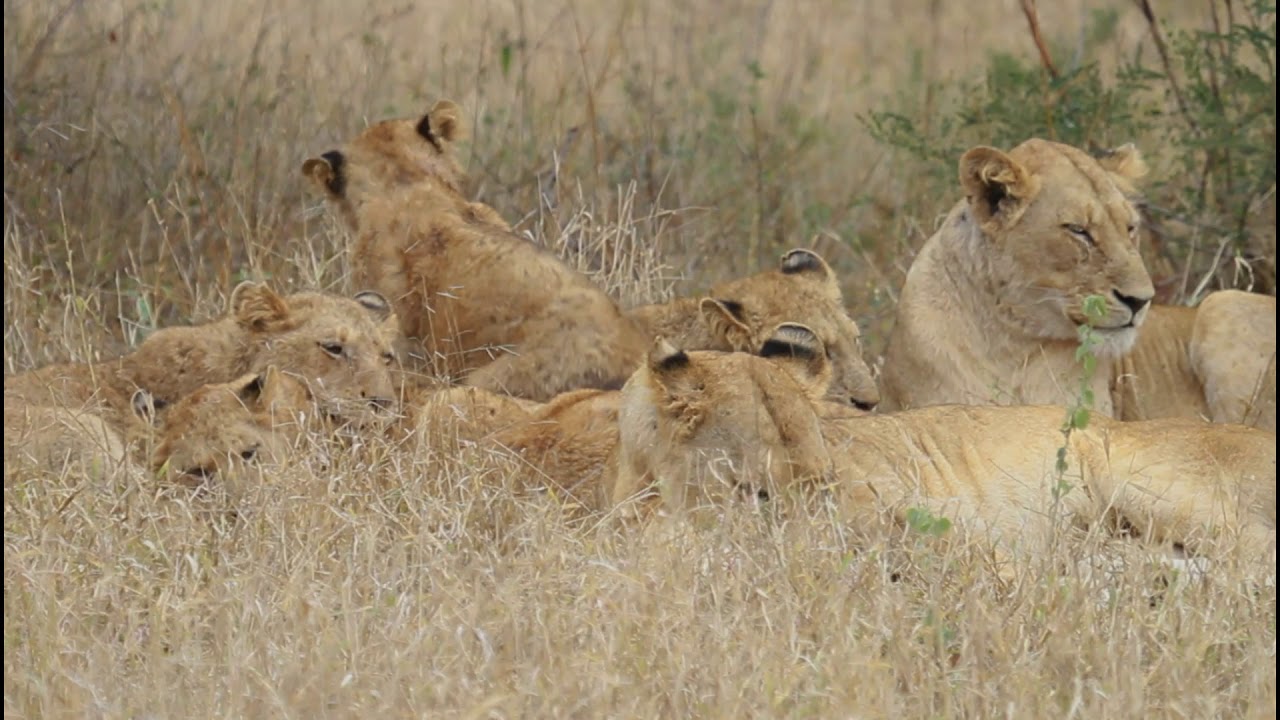 ELEPHANTS chase the NKUHUMA PRIDE
