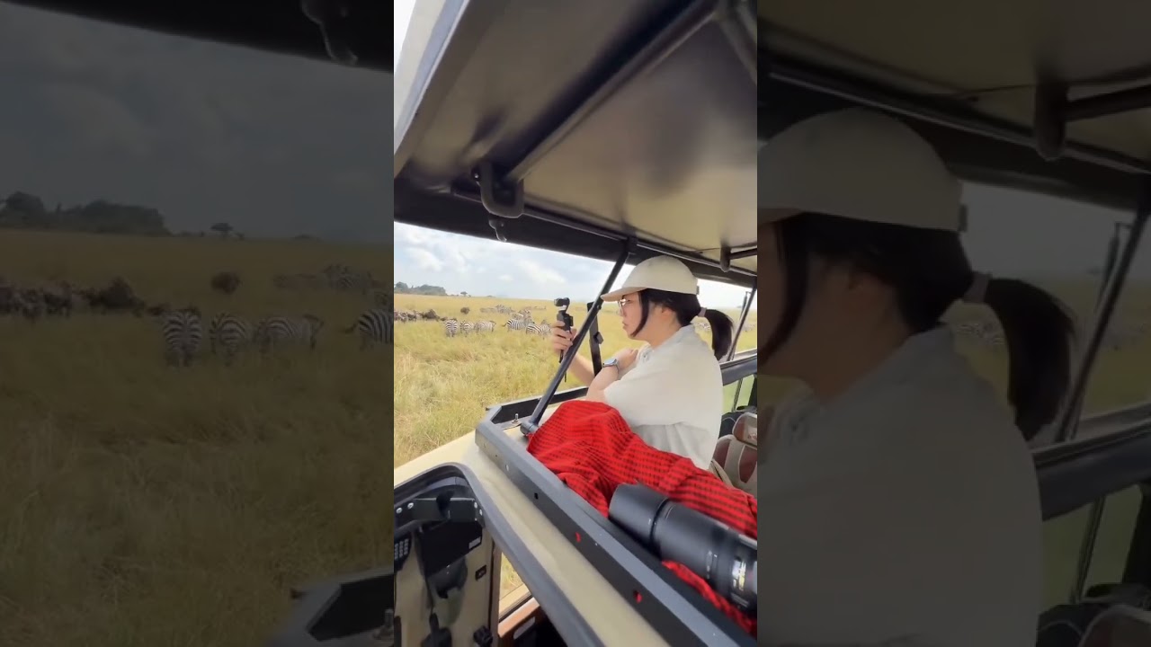 Wildebeest and zebras spotted in Central Serengeti