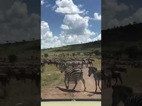 Wildebeest and zebra spotted grazing in Seronera