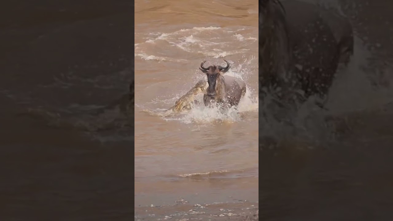 Wildebeest narrowly escapes Crocodile on the Mara River!