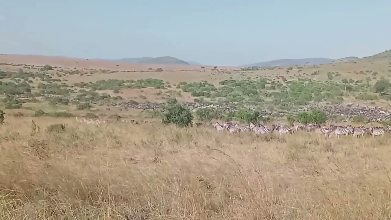 Big herd spotted moving towards Keekorok