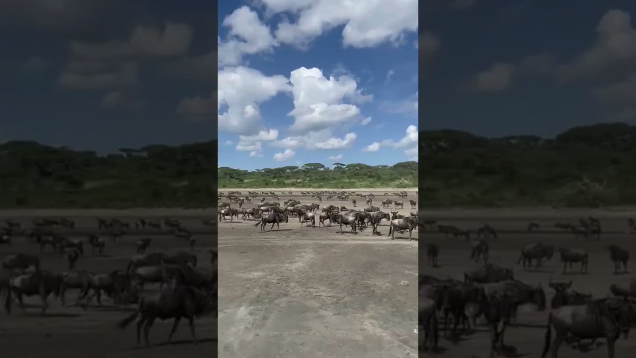 Wildebeest herds finally graze around Lake Ndutu!