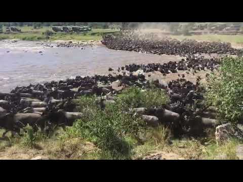 Latest #HerdTracker update: Mega Mara River Crossing Begins