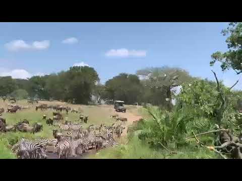 Large herd spotted near Masai Mara!