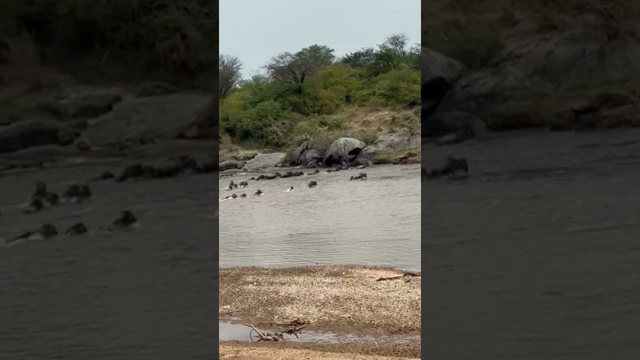 Huge wildebeest herd crossing the Mara River!