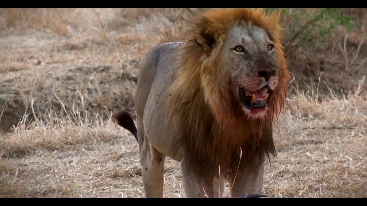 Tanzania July to October Great Migration Safari with HerdTracker