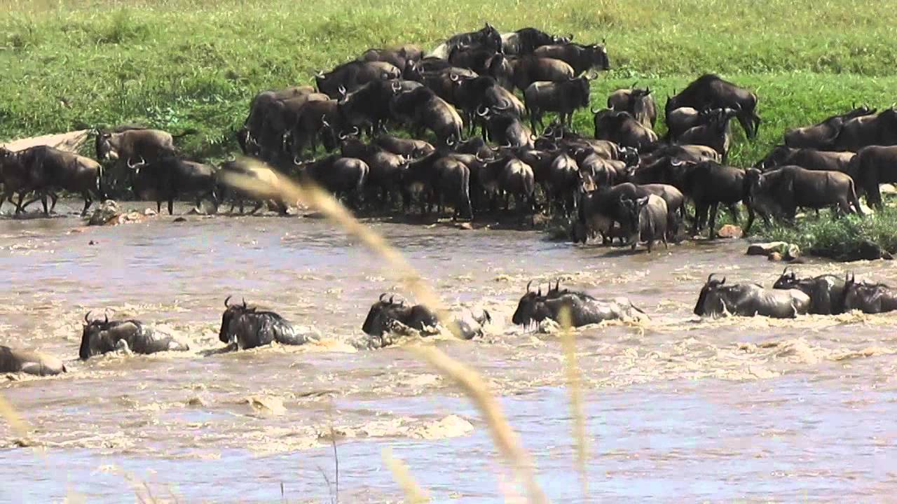 Wildebeest migration crossing the Mara River at crossing points 2-8 - Part 2
