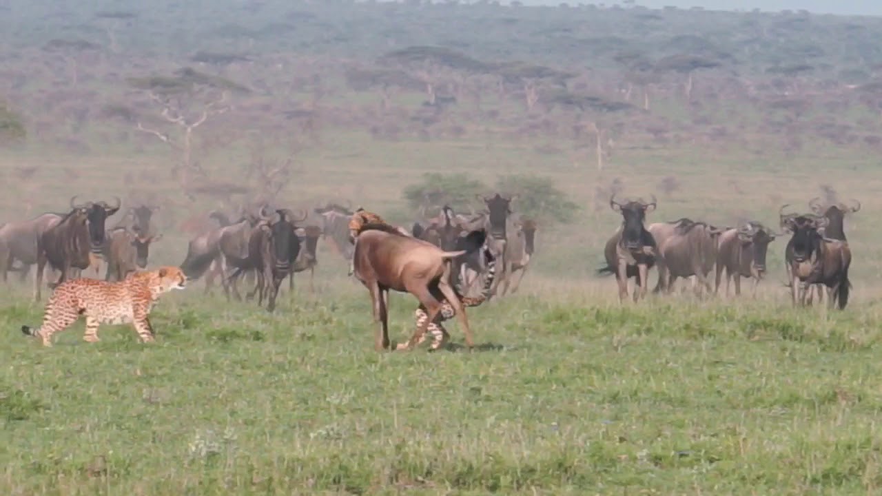 Cheetahs hunts wildebeest