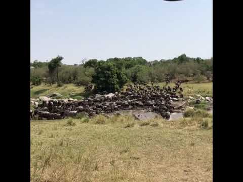 Latest #HerdTracker update: A small crossing close to the airstrip at Kogatende