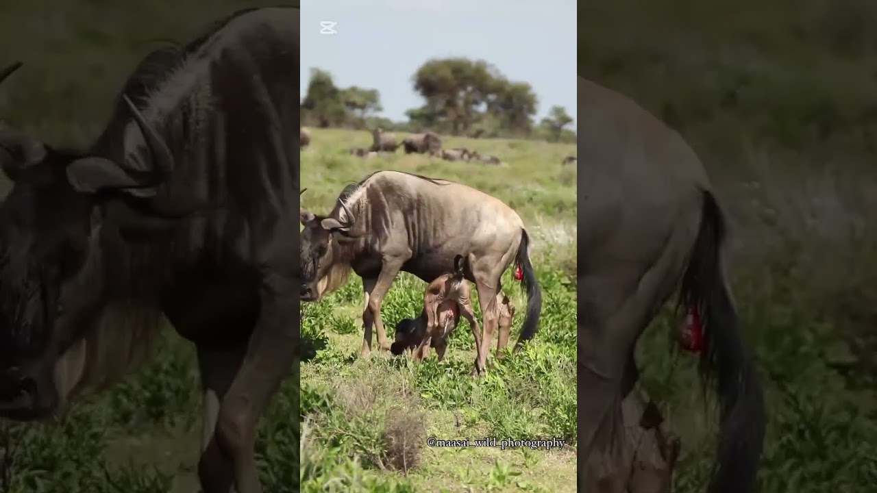 Baby Wildebeest takes its first steps at the Maswa Game Reserve!