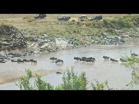 #HerdtrackerUpdate: River crossings on the 26 August 2021
